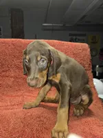 Hazel eyes., a male Doberman Pinscher for sale in Dallas, TX – 2 of 2