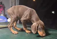Hazel eyes., a male Doberman Pinscher for sale in Dallas, TX – 5 of 9