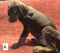 Sadie., a female Doberman Pinscher for sale in Dallas, TX – 2 of 3