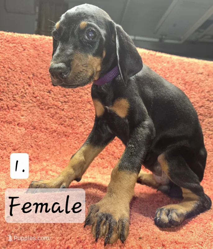 Purple Girl. – Doberman Pinscher puppy for sale in Dallas, TX