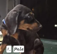 Blue boy., a male Doberman Pinscher for sale in Dallas, TX – 1 of 2