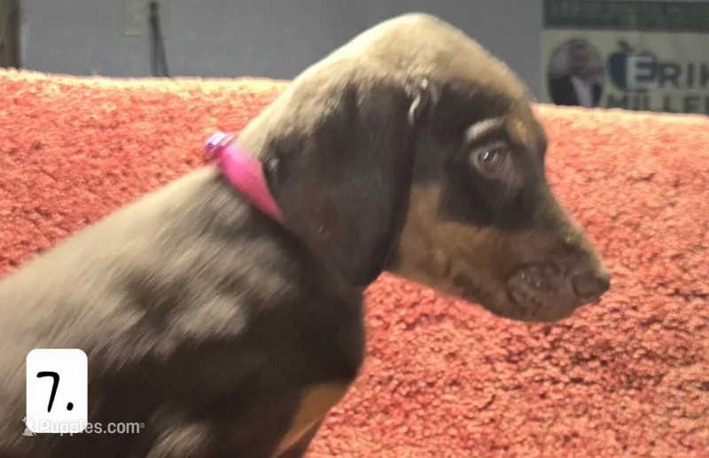 Sadie. – Doberman Pinscher puppy for sale in Dallas, TX