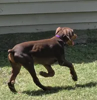 Hazel eyes., a male Doberman Pinscher for sale in Dallas, TX – 2 of 9