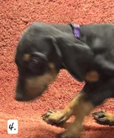 Purple Girl., a female Doberman Pinscher for sale in Dallas, TX – 2 of 4