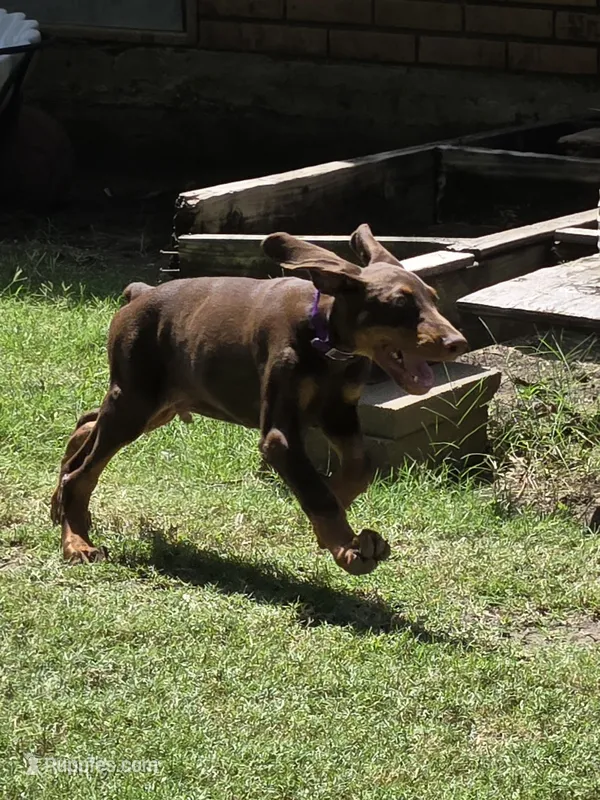 Hazel eyes. – Doberman Pinscher puppy for sale in Dallas, TX