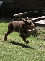 Hazel eyes., a male Doberman Pinscher for sale in Dallas, TX – 1 of 9