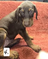 Sadie., a female Doberman Pinscher for sale in Dallas, TX – 3 of 3