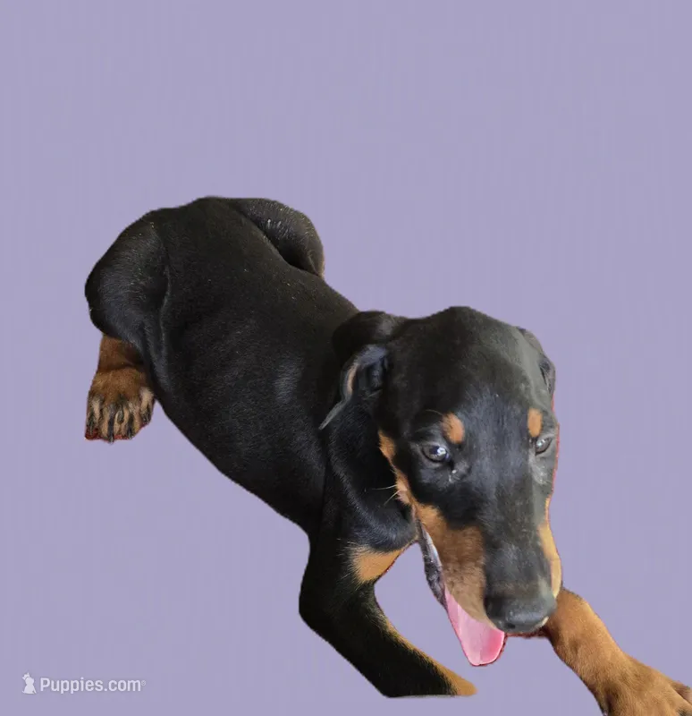 Purple Girl. – Doberman Pinscher puppy for sale in Dallas, TX