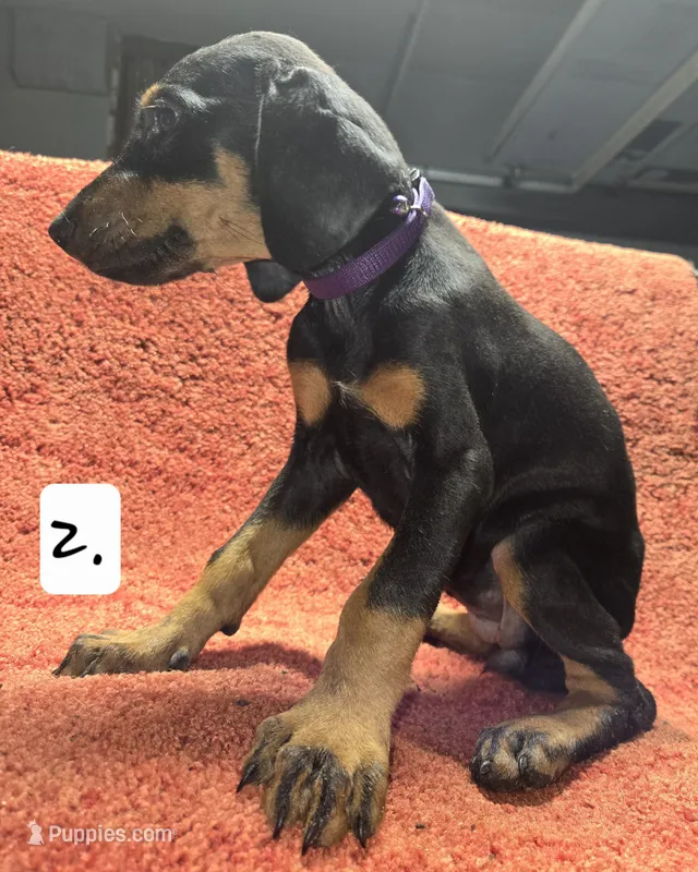 Purple Girl., a female Doberman Pinscher for sale in Dallas, TX – 1 of 4