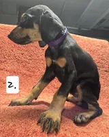 Purple Girl., a female Doberman Pinscher for sale in Dallas, TX – 1 of 4