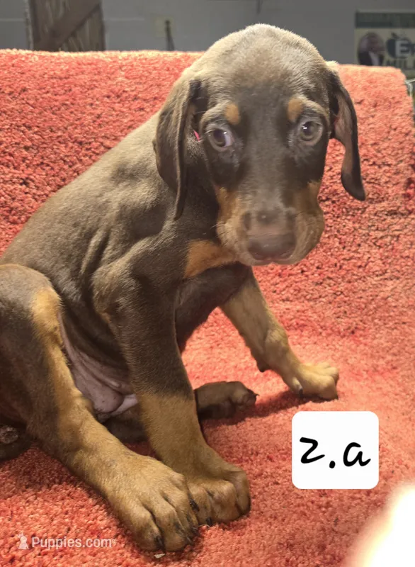 Hazel eyes., a male Doberman Pinscher for sale in Dallas, TX – 1 of 2