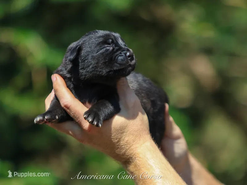 Bianca  – Cane Corso puppy for sale in Cable, OH
