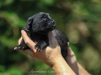 Bianca , a female Cane Corso for sale in Cable, OH – 1 of 3
