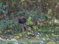 Pumpkin 🎃, a female Cane Corso for sale in Cable, OH – Photo 4 of 4