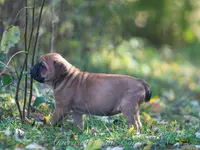 Pumpkin 🎃, a female Cane Corso for sale in Cable, OH – Photo 3 of 4