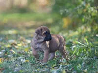 Pumpkin 🎃, a female Cane Corso for sale in Cable, OH – Photo 2 of 4