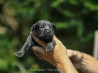 Bishop , a male Cane Corso for sale in Cable, OH – 1 of 3
