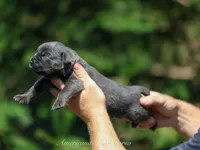 Bishop , a male Cane Corso for sale in Cable, OH – 2 of 3