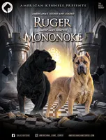 Bishop , a male Cane Corso for sale in Cable, OH – 3 of 3