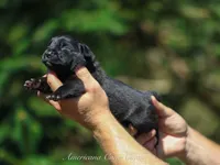 Bianca , a female Cane Corso for sale in Cable, OH – 2 of 3