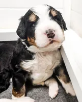 Finn, a male Bernedoodle for sale in Marne, MI – Photo 2 of 3