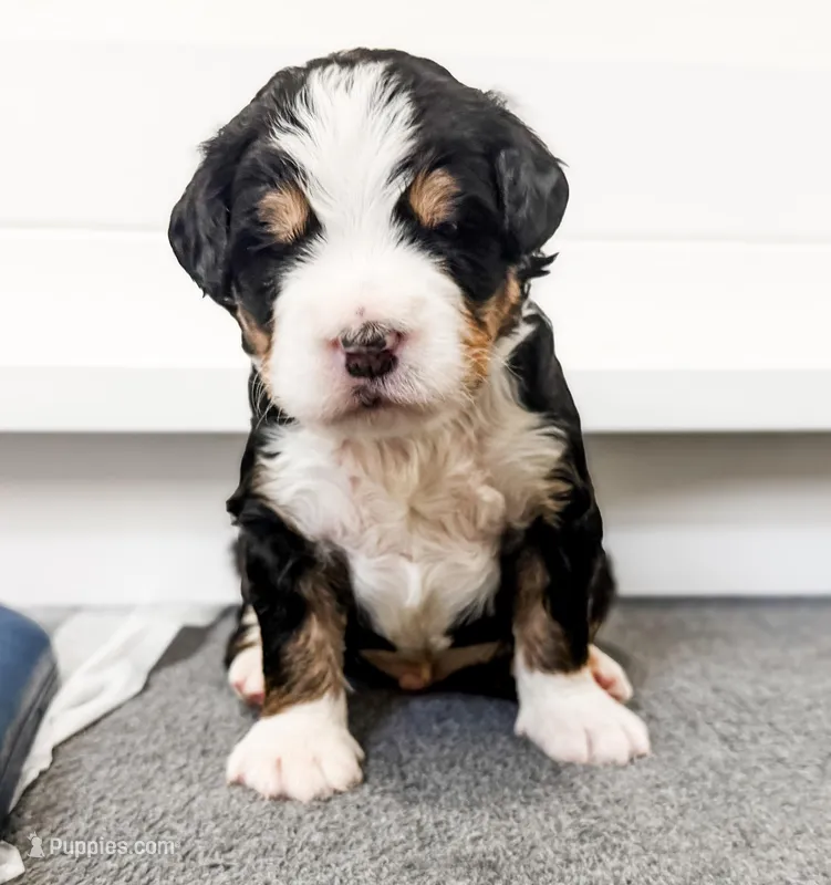 Finn – Bernedoodle puppy for sale in Marne, MI