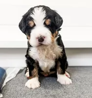 Finn, a male Bernedoodle for sale in Marne, MI – Photo 1 of 3
