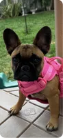 Monkey, a female French Bulldog for sale in Tracy, CA – 3 of 6