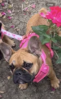 Ginger, a female French Bulldog for sale in Tracy, CA – 5 of 7