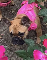 Ginger, a female French Bulldog for sale in Tracy, CA – 4 of 7