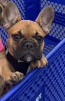 Ginger, a female French Bulldog for sale in Tracy, CA – 7 of 7