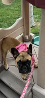 Monkey, a female French Bulldog for sale in Tracy, CA – 5 of 6