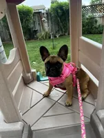 Monkey, a female French Bulldog for sale in Tracy, CA – 4 of 6