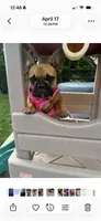 Ginger, a female French Bulldog for sale in Tracy, CA – 6 of 7