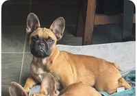 Monkey, a female French Bulldog for sale in Tracy, CA – 2 of 6