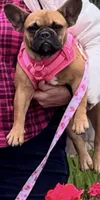 Ginger, a female French Bulldog for sale in Tracy, CA – 3 of 7