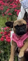 Monkey, a female French Bulldog for sale in Tracy, CA – 6 of 6
