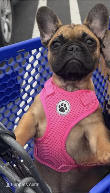 Monkey – French Bulldog puppy for sale in Tracy, CA