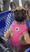 Monkey, a female French Bulldog for sale in Tracy, CA – 1 of 6