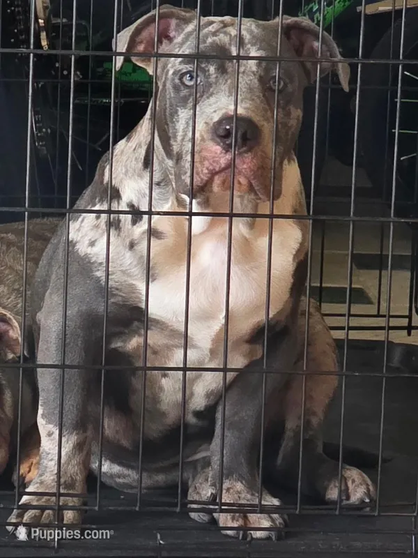 Onyx, a male American Bulldog and American Pit Bull Terrier for sale in Palmdale, CA – Photo 1 of 2