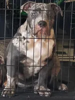 Onyx, a male American Bulldog and American Pit Bull Terrier for sale in Palmdale, CA – Photo 1 of 2