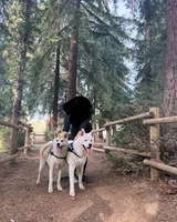 Bluey, a male Japanese Akita for sale in Westminster, CA – 4 of 7