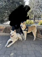 Bluey, a male Japanese Akita for sale in Westminster, CA – 3 of 7