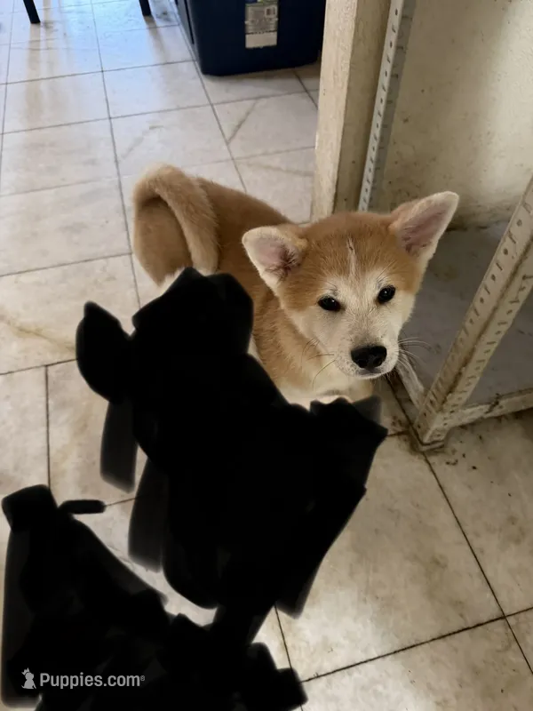 Sammi – Japanese Akita puppy for sale in Westminster, CA