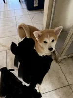 Sammi, a male Japanese Akita for sale in Westminster, CA – 1 of 2