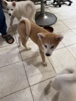Sammi, a male Japanese Akita for sale in Westminster, CA – 2 of 2