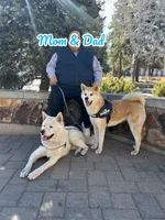 Japanese Akita, a female Japanese Akita for sale in Westminster, CA – 6 of 8