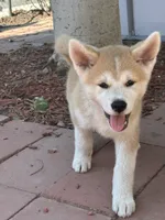 Japanese Akita, a female Japanese Akita for sale in Westminster, CA – 1 of 8