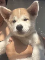 Japanese Akita, a female Japanese Akita for sale in Westminster, CA – 4 of 8