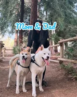 Japanese Akita, a female Japanese Akita for sale in Westminster, CA – 3 of 8